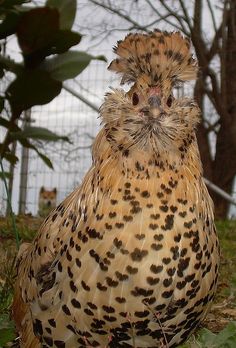 a large brown and black bird sitting on top of green grass next to trees in the background