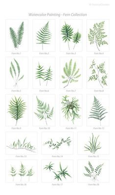 the watercolor painting fern collection is shown in green and has many different types of leaves