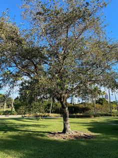 a large tree sitting in the middle of a lush green park