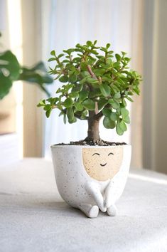 a small potted plant sitting on top of a table