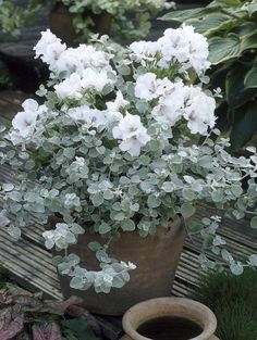 a potted plant with white flowers in it