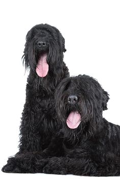 two large black dogs sitting next to each other on a white surface with their tongue hanging out