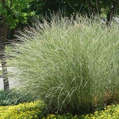 Miscanthus sinensis 'Morning Light' Miscanthus Morning Light, Miscanthus Sinensis, Grasses Landscaping, Hardy Perennials, Sun And Water, Drought Tolerant Plants, Ornamental Grasses, Flower Bed, Garden Structures