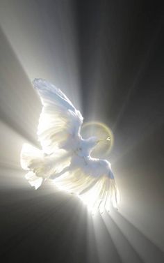 a white bird flying in the air with its wings spread out and sun shining behind it