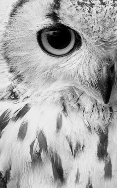 black and white photograph of an owl's face