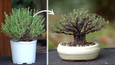 two pictures side by side showing the same potted plant in different stages of growth