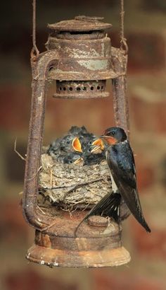 two birds sitting on top of a bird feeder