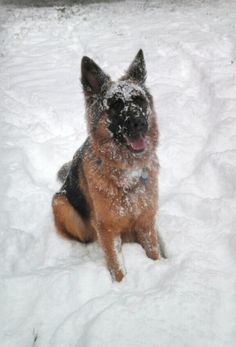 a dog sitting in the snow with it's tongue out