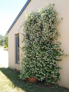 a plant with white flowers growing on the side of a building