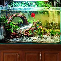 an aquarium with plants and rocks in it