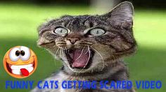 a cat with it's mouth open and the caption funny cats getting scared video