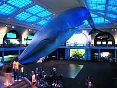 a large blue whale hanging from the ceiling in a building with people standing around it