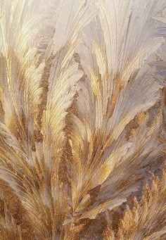 an image of frosted grass in the sun