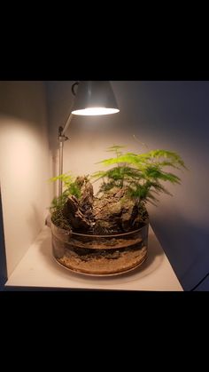 a plant in a pot on top of a table next to a wall light and a lamp