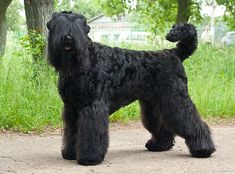 a large black dog standing on top of a dirt road