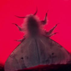 a large white moth sitting on top of a red surface in front of a pink background