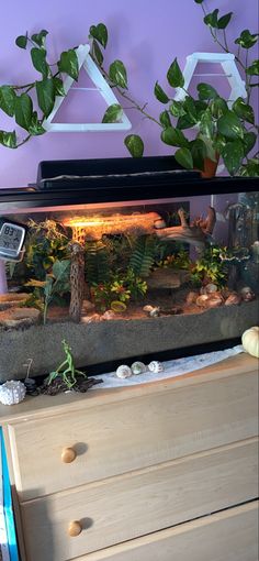 a fish tank filled with plants and rocks on top of a dresser next to a purple wall