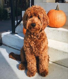 a brown dog sitting on steps next to a pumpkin