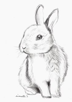 a pencil drawing of a rabbit sitting down