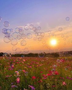 soap bubbles floating in the air over a field full of wildflowers at sunset