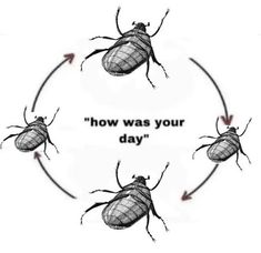 four bugs in a circle with the words how was your day