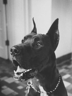 a black and white photo of a dog