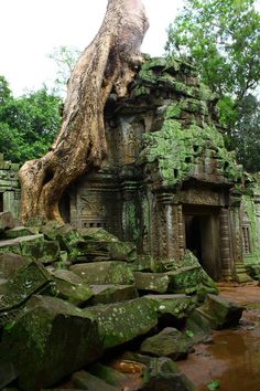 an old tree growing over the top of a stone structure in a jungle area with rocks and trees surrounding it