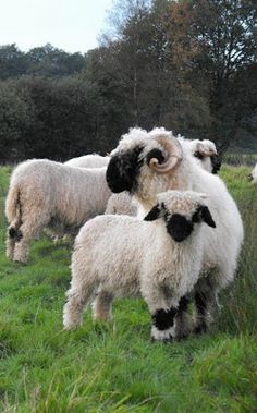 some sheep are standing in the grass together