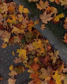 leaves on the ground next to a curb