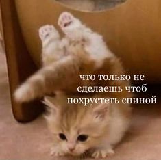 a kitten is sitting on its back legs with the caption in russian above it