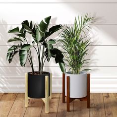 two potted plants sitting next to each other on top of a wooden floor in front of a white wall