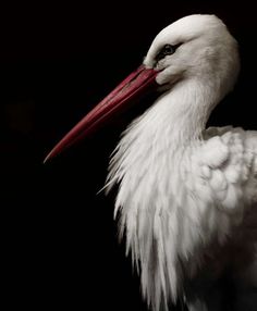 a white bird with a red beak standing in front of a black background and looking at the camera