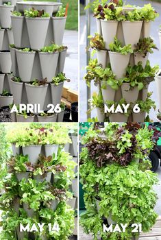 four different stages of growing lettuce from seed to planter in multiple stages