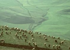 a herd of sheep grazing on top of a grass covered hill in the country side