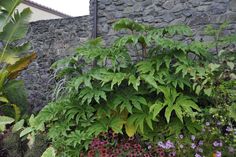 some plants and flowers in front of a stone wall