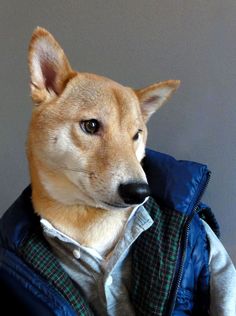 a brown dog wearing a blue jacket and looking at the camera