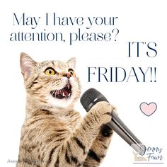 a cat holding a microphone with its paw up to it's mouth and the caption says, may i have your attention please? it's friday