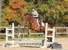 a woman riding on the back of a brown horse jumping over an obstacle with trees in the background