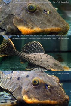 three different types of fish in an aquarium