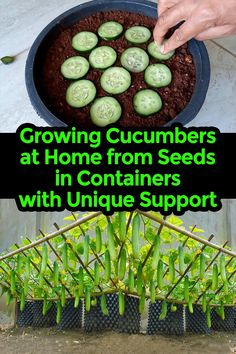 growing cucumbers at home from seeds in containers with unique support