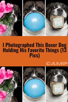 a dog holding a blue balloon in it's mouth with the caption, i photographed this boxer dog holding his favorite things 13 pics