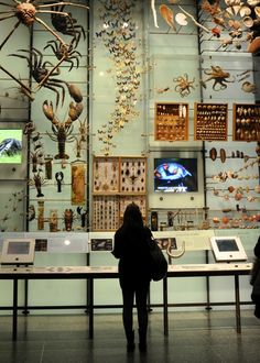 a woman standing in front of a display case filled with different types of insect specimens