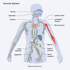 Winter Health, Leadership Traits, Cells And Tissues, Stronger Immune System, Diagram Design, White Blood Cells, Common Cold, The Immune System