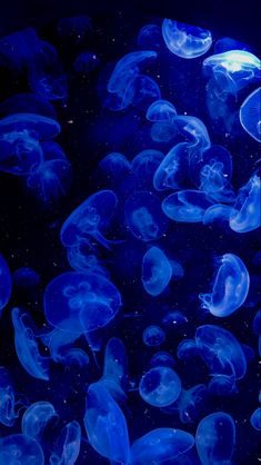 many blue jellyfish floating in the water