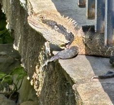 an iguana is sitting on the edge of a wall next to another lizard