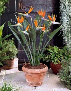 a potted plant with orange flowers in it