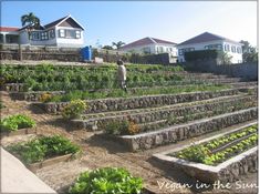 an outdoor vegetable garden with stone steps leading up to the house and gardens in front