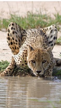 a cheetah drinking water from a body of water