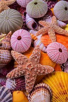 sea shells and starfish are arranged together