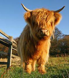 an animal with long hair is standing in the grass near a fence and looking at the camera